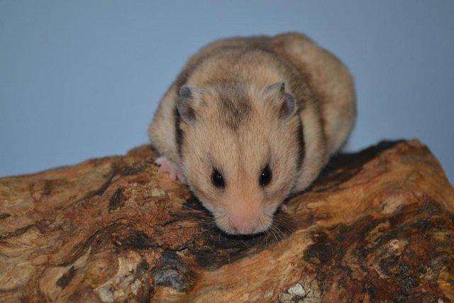 Preview of the first image of Baby Syrian Hamster - Very Friendly and Tame.