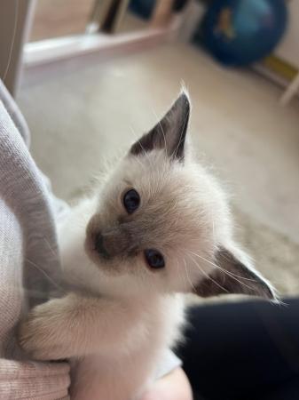 Image 6 of Siamese kittens,ready now only 3 boys 1 girl left