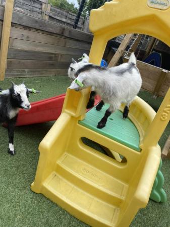 Image 2 of 5 month old Pygmy goat kids (both female)