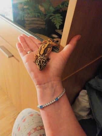Image 6 of Female leopard gecko with everything