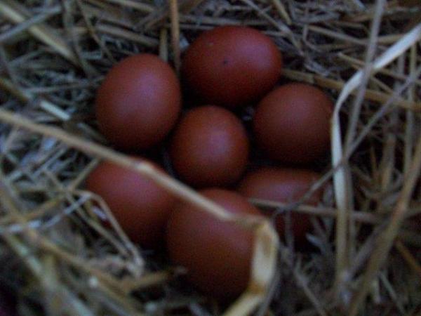 Image 2 of FRENCH COPPER MARAN HATCHING EGGS FOR SALE