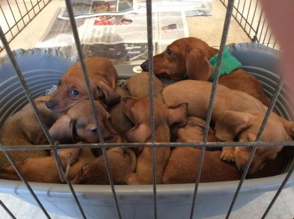 Image 5 of KC Miniature Dachshund puppies, PRA clear