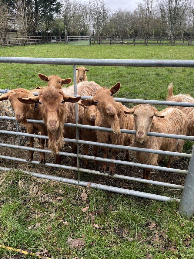 Preview of the first image of SOLD   Two Registered Golden Gurnsey Nanny Goats For Sale.