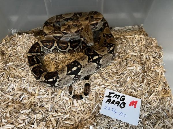 Image 2 of Various BOA morphs for rehoming