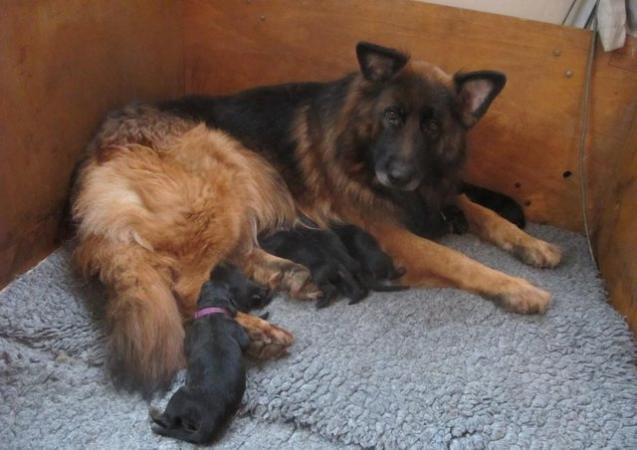 Image 4 of Top Quality Red & Black Longcoated GSD Pups