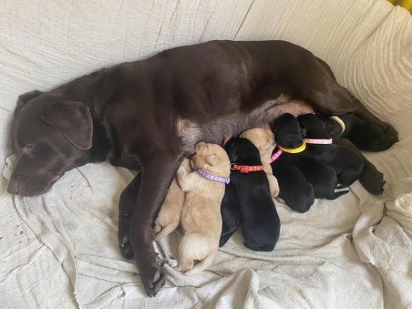 Image 4 of K c registered Labrador puppies available boys and girls