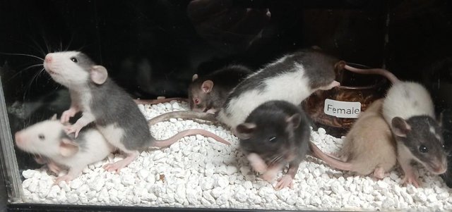 Image 44 of Baby Dumbo and Straight eared Rats