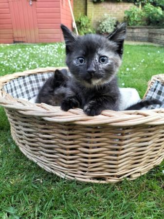 Image 1 of KITTENS ARE LOOKING FOR A NEW HOME AND FRIENDS