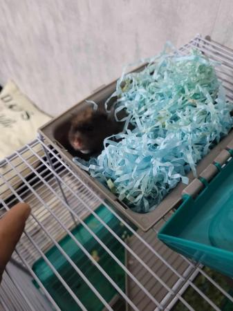 Image 3 of Fluffy hamster and cage for sale