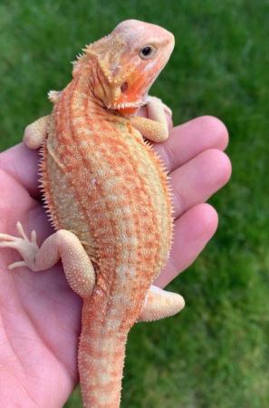Image 9 of Licensed Breeder Top Bearded Dragon Morphs in Castle Cary