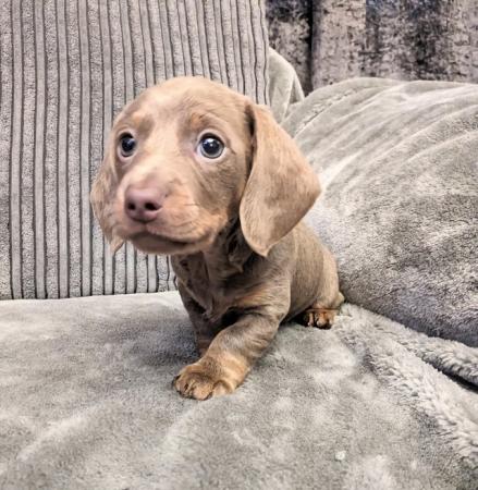 Image 10 of miniature dachshund puppies for sale