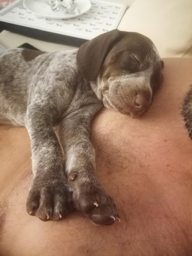 Preview of the first image of Pure bred German Shorthaired Pointer puppies.