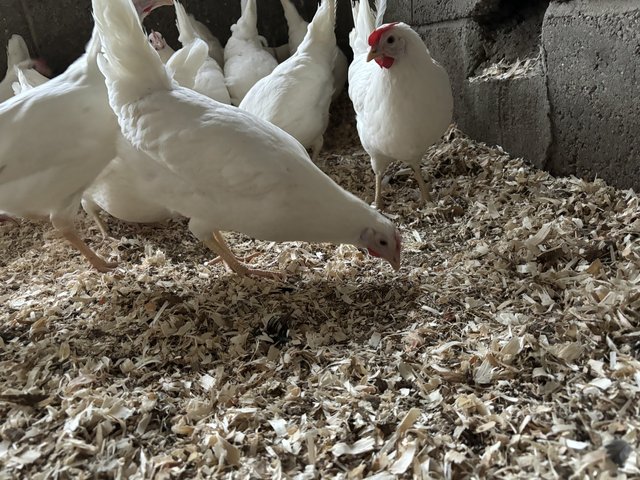 Preview of the first image of Pol white star pol hens large amounts available.
