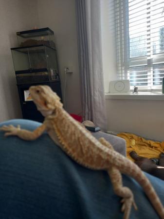 Image 2 of Bearded dragon 11 months old