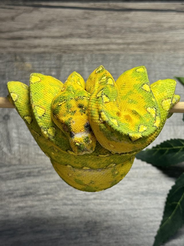 Preview of the first image of Green Tree Python Biak unsexed..