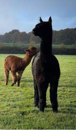 Image 2 of Entire black male alpaca - Stunning pedigree!