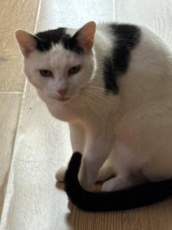 Image 2 of Young male white and black cat looking for good home