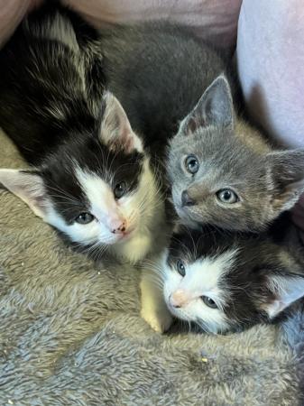 Image 3 of 7 weeks old kittens 1 male 1 female both black & white