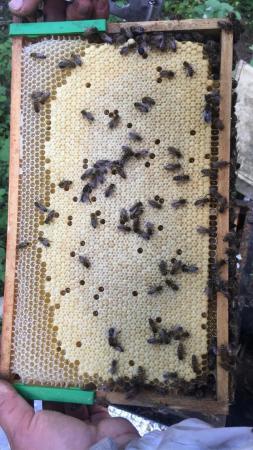 Image 22 of Mated Queen Bee 2024 for sale