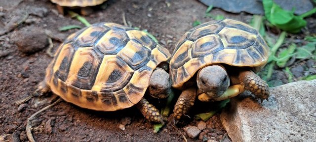 Image 5 of YOUNG (2023 hatched) HERMANNS TORTOISES FOR SALE