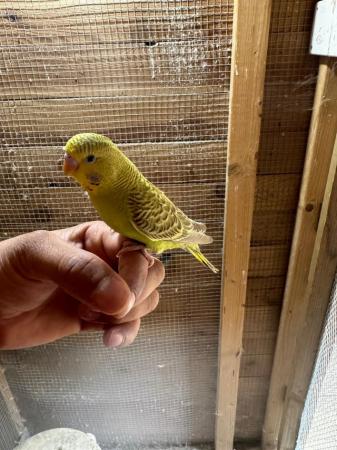Image 11 of Baby budgies for sale £30 each collection mk404nn