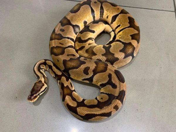 Image 2 of SOLD Pastel Adult Male Royal Python