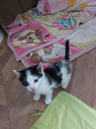 Image 1 of Kitten looking for her forever home £80