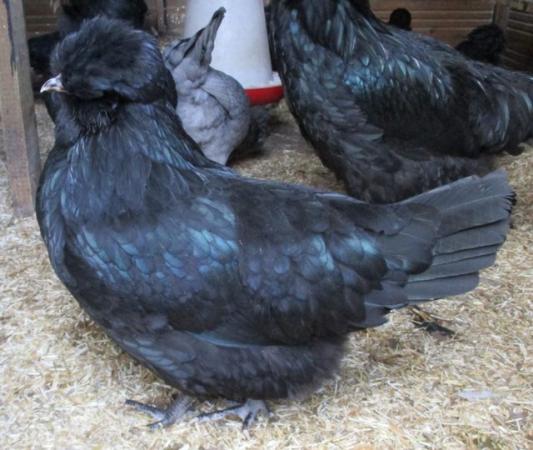 Image 2 of Blue Hatching Eggs from Show Quality Large Araucana