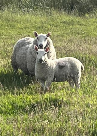 Image 3 of Kerry sheep and lambs at foot