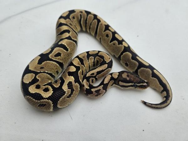 Image 5 of Fire Royal Python Het VPI AXANTHIC pos het Ghost