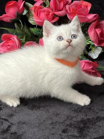 Image 7 of British shorthair Silver kittens