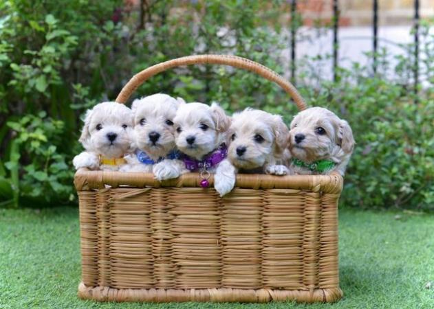 Image 9 of Beautiful F1 Toy Maltipoo Puppies (1 Left)