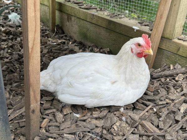 Image 3 of 10 week old hybrid chickens hen and cockerels