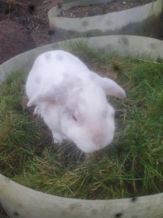 Image 10 of 2 young mini lops buck for sale £40 each