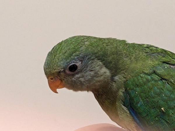 Image 3 of Hand reared talking Australian Superb parrot