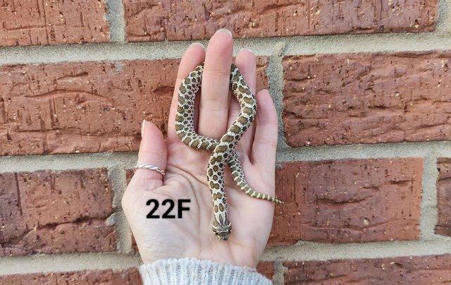 Image 4 of *CB2023 Western Hognose Snakes*