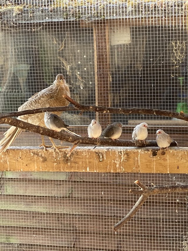 Diamond doves Aviary Bred — photo 3 of 4