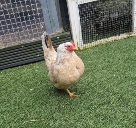 Image 2 of Serama chicken & Coop for sale