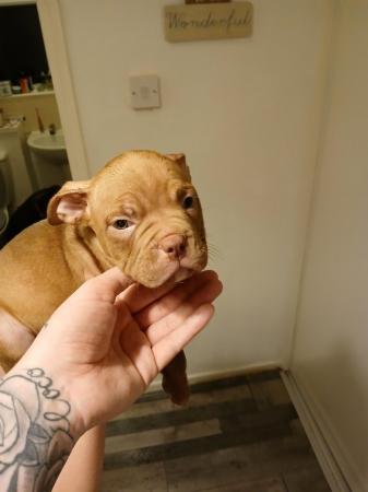 Image 18 of Pocket bulldogs forsale reduced