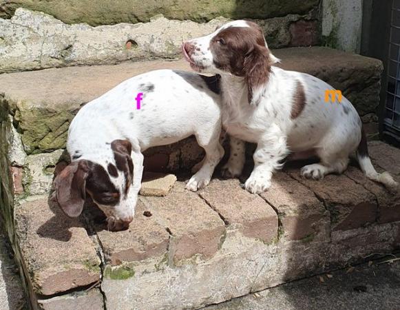 Image 30 of 8 week old mini dach x Springer spaniel pups