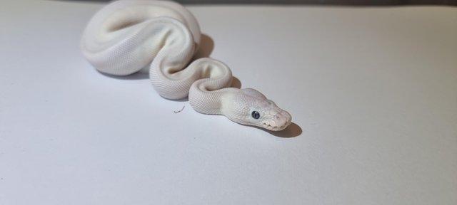 Image 3 of BEL, Lesser, Mojave, Wild type royal pythons for sale