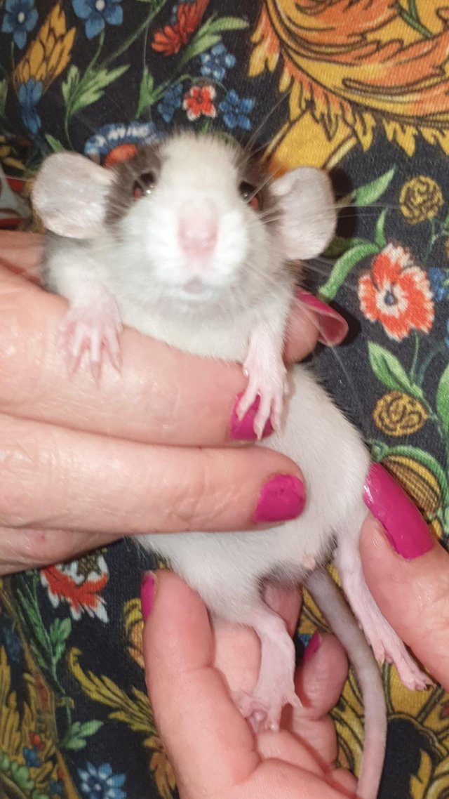 Baby dumbo rats for sale — photo 3 of 4