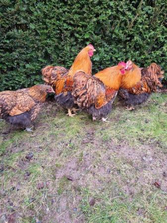 Image 3 of **Free** Gold Laced Orpington Cockerals