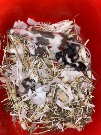 Image 3 of 6 week old mice for rehoming ASAP