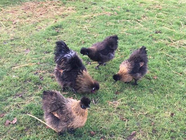Preview of the first image of Dark/black partridge silkies for sale (large fowl).