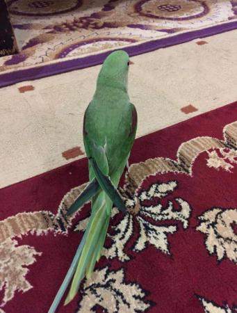 Image 4 of I am giving away my 10 months old female alexandrine parrot.