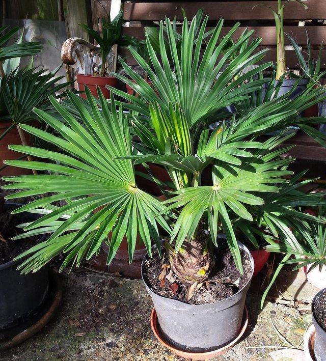 Preview of the first image of Palm trees Trachycarpus 'Wagnerians' or Waggies.