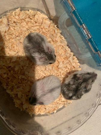 Image 5 of Tamed Pure Bred Winter Dwarf Baby Hamsters
