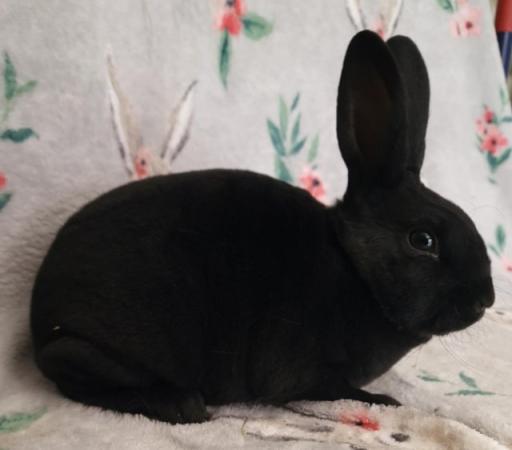 Image 1 of Mini rex kits looking for new homes