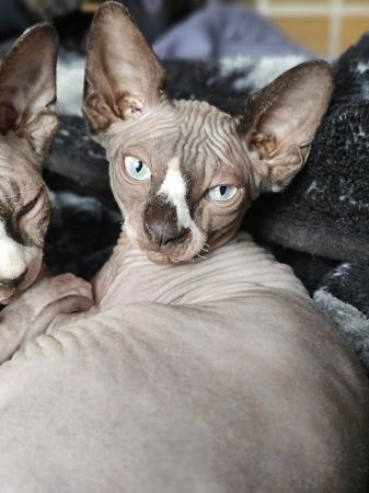 Image 5 of Gccf male sphynx kitten from health tested parents